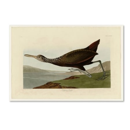 Audubon 'Scolopaceus Courlanplate 377' Canvas Art,12x19